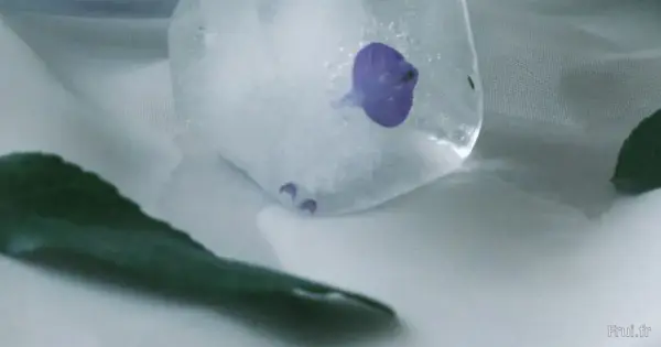 Pourquoi les infusions froides séduisent de plus en plus